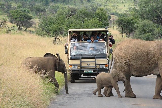 Pilanesberg Safari Open vehicle game Full Day  - Photo 1 of 11